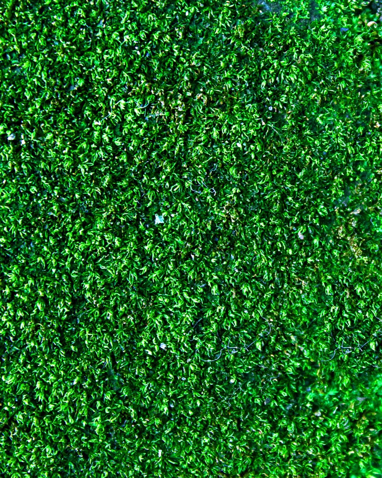 Artificial turf